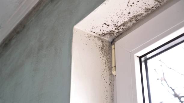 Trusted Norman Park, GA Mold Inspection, Removal & Remediation Experts